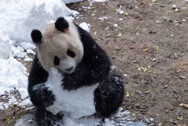China Chongqing Zoo Giant Panda Giant Panda Yu Ai Playing with Snow in Chongqing Zoo, China on December 13, 2025. Chongqing Chongqing China  Copyright: xCFOTOx i1765655705222