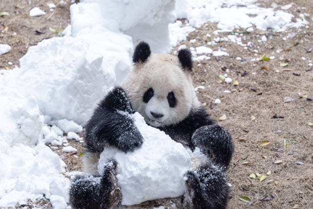 China Chongqing Zoo Giant Panda Giant Panda Yu Ai Playing with Snow in Chongqing Zoo, China on December 13, 2025. Chongqing Chongqing China  Copyright: xCFOTOx i1765655705437