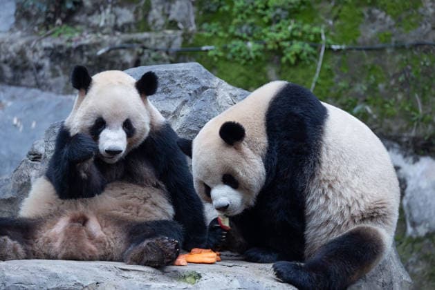 China Chongqing Zoo Giant Panda Giant panda Xing xing and Chen Chen eating fruits in Chongqing Zoo, China on December 13, 2025. Chongqing Chongqing China  Copyright: xCFOTOx i1765655706572