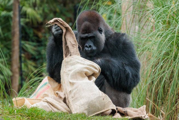 Christmas treats for the animals at ZSL London Zoo, London, UK. ZSL London Zoo, Regent™s Park, London, UK. 16th December 2025. ZSL London Zoo s Western Lowland Gorillas check their festive stockings for treats, gifted by zookeepers, in their Gorilla Kingdom habitat, as the conservation zoo celebrates its Magic of Christmas event., Credit:Photo by Amanda Rose Avalon United Kingdom, Regents Park, London, ZSL London Zoo  Copyright: xPhotoxbyxAmandaxRosex xAvalonx 1059672365