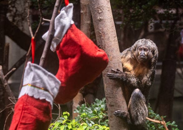 Saki monkeys with christmas stockings filled with festive treats, as the conservation zoo celebrates its Magic of Christmas event, at ZSL London Zoo in London, England. UK. Tuesday 16th December 2025 Copyright: xJamesxWarrenx ae3r9061