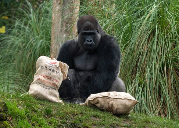 Gorillas with sacks filled with festive treats as the conservation zoo celebrates its Magic of Christmas event, at ZSL London Zoo in London, England. UK. Tuesday 16th December 2025 Copyright: xJamesxWarrenx ae3r9065