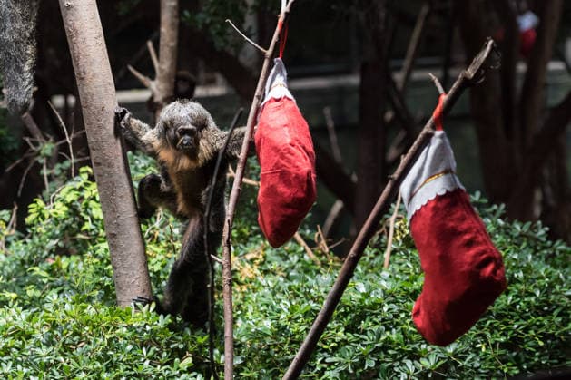 Primates enjoy Christmas treats at London Zoo LONDON, UNITED KINGDOM - DECEMBER 16: A Saki monkey enjoys treats hidden in festive stockings at the Rainforest Life habitat during a Christmas photocall at London Zoo in London, United Kingdom on December 16, 2025. Wiktor Szymanowicz Anadolu London United Kingdom. Editorial use only. Please get in touch for any other usage.  Copyright: x2025xAnadoluxWiktorxSzymanowiczx