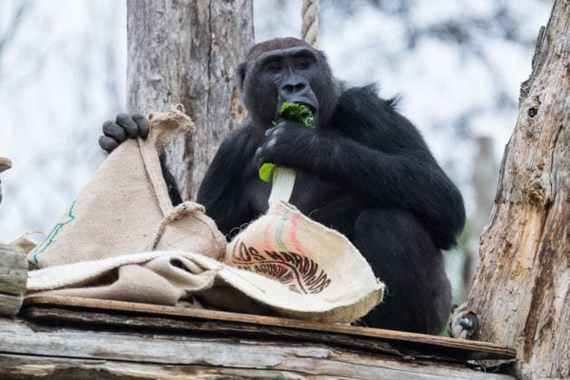 Primates enjoy Christmas treats at London Zoo LONDON, UNITED KINGDOM - DECEMBER 16: Gernot, one of Western lowland gorillas explores festive sacks filled with its favourite snacks in London Zoo’s Gorilla Kingdom during a Christmas photocall at London Zoo in London, United Kingdom on December 16, 2025. Wiktor Szymanowicz Anadolu London United Kingdom. Editorial use only. Please get in touch for any other usage.  Copyright: x2025xAnadoluxWiktorxSzymanowiczx