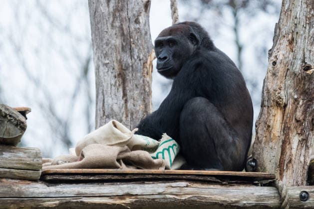Primates enjoy Christmas treats at London Zoo LONDON, UNITED KINGDOM - DECEMBER 16: Gernot, one of Western lowland gorillas explores festive sacks filled with its favourite snacks in London Zoo’s Gorilla Kingdom during a Christmas photocall at London Zoo in London, United Kingdom on December 16, 2025. Wiktor Szymanowicz Anadolu London United Kingdom. Editorial use only. Please get in touch for any other usage.  Copyright: x2025xAnadoluxWiktorxSzymanowiczx