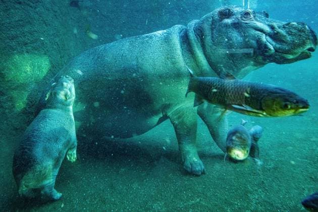 Young hippo bull at Zoo Berlin Willi Wackelöhrchen FOR EDITORIAL PURPOSES ONLY p Young hippo bull at Zoo Berlin Willi Wackelöhrchen he young hippo bull Willi Wackelöhrchen swims alongsi Copyright: MaurizioxGambarini doc83ps39ee5lk1fnb4upa4 ,EDITORIAL USE ONLY Copyright: MaurizioxGambarini