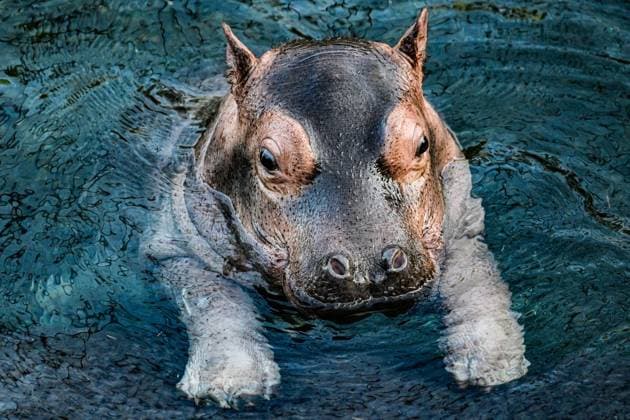 Young hippo bull at Zoo Berlin Willi Wackelöhrchen FOR EDITORIAL PURPOSES ONLY p Young hippo bull at Zoo Berlin Willi Wackelöhrchen he young hippo bull Willi Wackelöhrchen swims alongsi Copyright: MaurizioxGambarini doc83ps9dsvlte1fycbopa4 ,EDITORIAL USE ONLY Copyright: MaurizioxGambarini