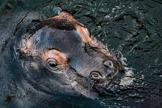 Young hippo bull at Zoo Berlin Willi Wackelöhrchen FOR EDITORIAL PURPOSES ONLY p Young hippo bull at Zoo Berlin Willi Wackelöhrchen he young hippo bull Willi Wackelöhrchen swims alongsi Copyright: MaurizioxGambarini doc83psb69bxk69udy8pa4 ,EDITORIAL USE ONLY Copyright: MaurizioxGambarini