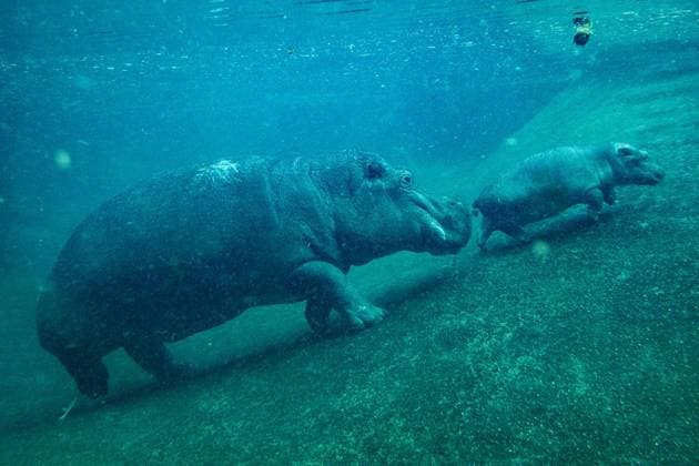 Young hippo bull at Zoo Berlin Willi Wackelöhrchen FOR EDITORIAL PURPOSES ONLY p Young hippo bull at Zoo Berlin Willi Wackelöhrchen he young hippo bull Willi Wackelöhrchen swims alongsi Copyright: MaurizioxGambarini doc83psc6eresw10mzg2pa4 ,EDITORIAL USE ONLY Copyright: MaurizioxGambarini