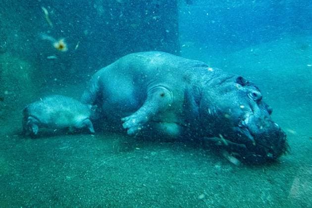 Young hippo bull at Zoo Berlin Willi Wackelöhrchen FOR EDITORIAL PURPOSES ONLY p Young hippo bull at Zoo Berlin Willi Wackelöhrchen he young hippo bull Willi Wackelöhrchen swims alongsi Copyright: MaurizioxGambarini doc83pshwea1121dhlt0pa4 ,EDITORIAL USE ONLY Copyright: MaurizioxGambarini