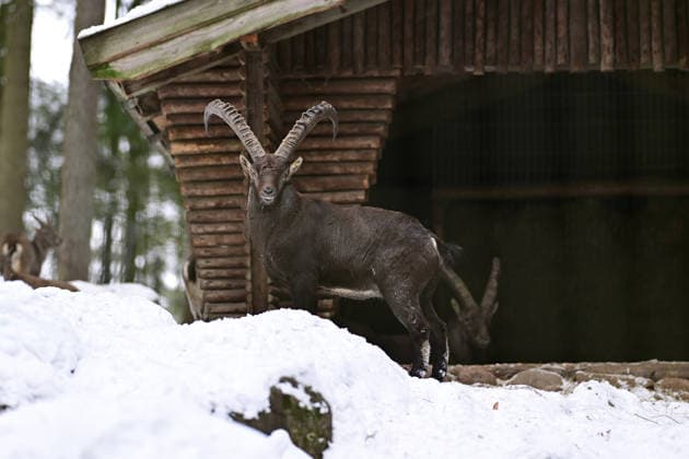 Alpine ibex in the snow in front of a shelter in the Schwarze Berge Wildlife Park near Hamburg I 10 01 2026 Alpine ibex in the snow in front of a shelter in the Schwarze Berge Wildlife Park near Hamburg Hamburg Hamburg Hamburg Hamburg Germany Copyright: xLobeca FelixxSchlikisx