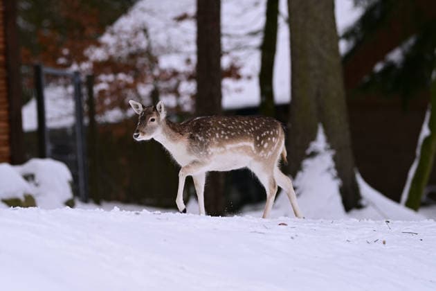 Fallow deer in the snow-covered forest in the Schwarze Berge Wildlife Park near Hamburg I 10 01 2026 Fallow deer in the snow-covered forest in the Schwarze Berge Wildlife Park near Hamburg Hamburg Hamburg Hamburg Hamburg Germany Copyright: xLobeca FelixxSchlikisx