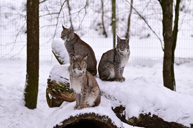 Lynxes in the snow in the Schwarze Berge Wildlife Park near Hamburg I 10 01 2026 Lynxes in the snow in the Schwarze Berge Wildlife Park near Hamburg Hamburg Hamburg Hamburg Hamburg Germany Copyright: xLobeca FelixxSchlikisx
