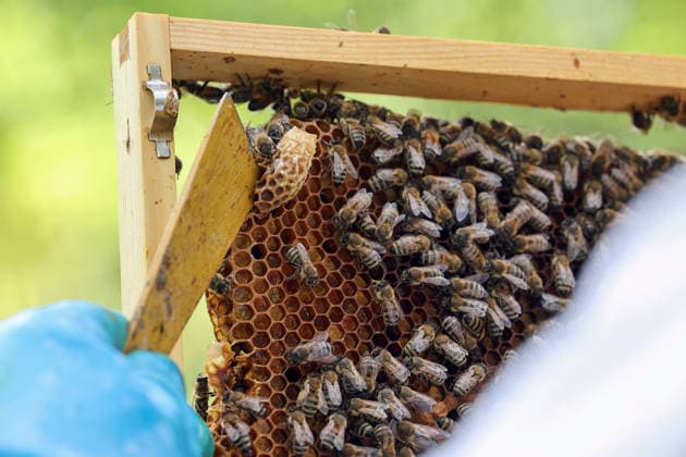25 04 2025, Berlin, GER Swarm cell at the edge of a brood comb is removed with a hive chisel Agric
