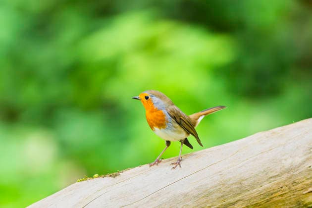 Robin, Red kehlchen erithacus rubecula , sits at a Zweig, Germany, Bavaria European Robin erithacus rubecula , Sitting ON a branch, Germany, Bavaria BLWS742102 Copyright: xblickwinkel D.xu.xM.xSheldonx