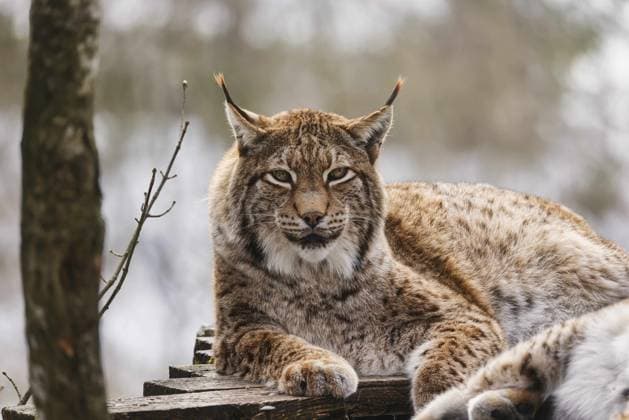 16 02 2026, Grünau, AUT, Unterwegs in Oberösterreich, symbol picture, theme picture, various theme pictures, Tierpark Grünau, in the picture Eurasian lynx, predator, big cat, animal, forest dweller, wild animal, wildlife, wilderness, nature, fur, mammal, animal portrait, zoology,