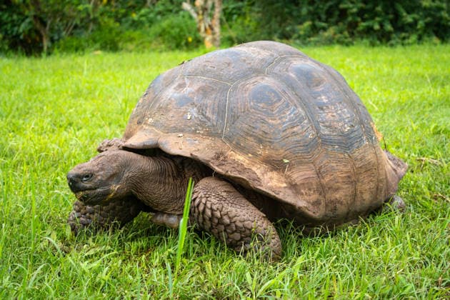 Galapagos-Riesenschildkröte beim Spaziergang im Gras auf der Insel Santa Cruz, Ecuador A Galapagos giant tortoise moves slowly across the lush green grass of Santa Cruz Island, Ecuador (License=RF) Copyright: xZoonar.com LaurentxDavoustx 24699443