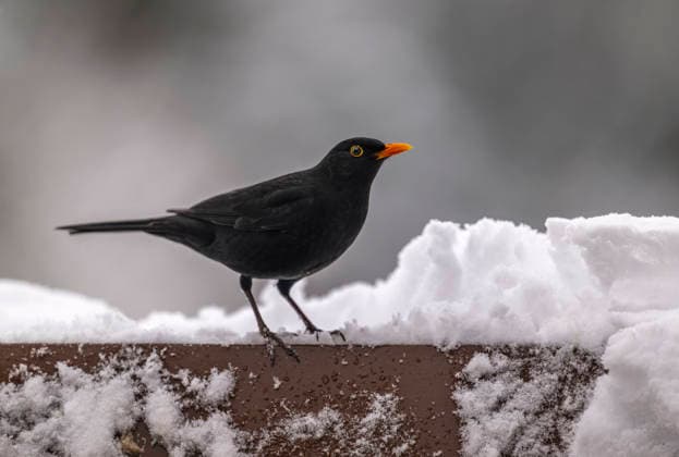 26 02 2026, Winter in Bavaria Bad Wörishofen in Unterallgäu A male blackbird Turdus merula on the balcony at a bird bath 26 02 2026, Bad Wörishofen 26 02 2026, Bad Wörishofen