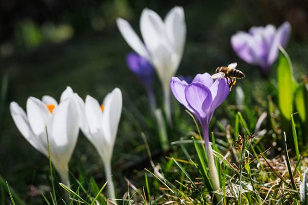 Spring awakening in northern Germany Oldenburg, Germany, 03 03 2026 A honeybee flies to a purple crocus flower The photo symbolizes the awakening of nature in spring, the role of insects in pollination and the start of the growing season
