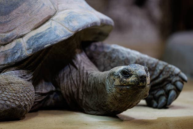 Zoo Osnabrück a Seychelles Giant turtle LAT Aldabrachelys gigantea is on 03 03 2026 in their Enclosure at Tetra Aquarium at Zoo Osnabrück Lower Saxony, Germany active the Animal park on Schölerberg has