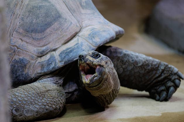 Zoo Osnabrück a Seychelles Giant turtle LAT Aldabrachelys gigantea is on 03 03 2026 in their Enclosure at Tetra Aquarium at Zoo Osnabrück Lower Saxony, Germany active the Animal park on Schölerberg has