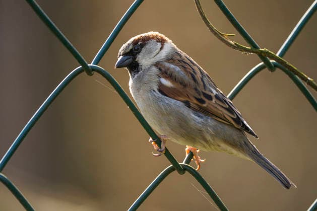 A house sparrow Passer domesticus on a metal fence in Berlin Friedrichsfelde
