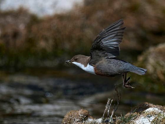 Wasseramsel Wasseramsel (License=RF) Copyright: xZoonar.com SIEGMARxTYLLAx 24774856