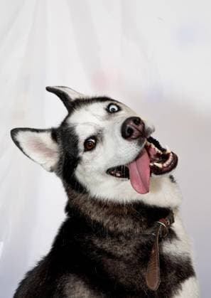 PICTURES: Young Brits incredible snaps shortlisted in photography award – including teen girl s psychedelic hen and Jedi jump dog by 10-year-old boy Story from Jam Press (Young Photographer Awards) Pictured: The happiest Husky by Gemma Hollingworth. PICTURES: Young Brits incredible snaps shortlisted in photography award – including teen girl s psychedelic hen and Jedi jump dog by 10-year-old boy A trippy hen and a gravity-defying ‘Jedi’ dog are among the jaw-dropping snaps battling it out to be crowned Britain’s favourite photo. The stunning shortlist for the RSPCA Young Photographer People’s Choice Award has been revealed, showcasing the incredible talent of the next generation. From playful pets to perfectly timed action shots,  Copyright: xJamxPress RSPCA GemmaxHollingworth