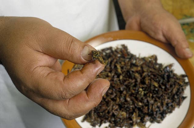 Scenes of Mexico Mar 09, 2003; Acapulco, Guerrero, MEXICO; A cook holds up an edible grasshopper he has just fried in oil. The insects are eaten in many parts of Mexico as a delicacy.. Copyright: xKeithxDannemillerx