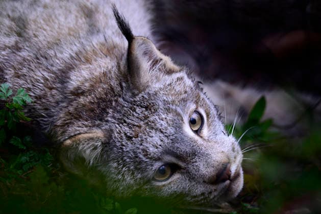 March 19, 2026, Seattle, Washington, USA: A Canadian Lynx (Lynx canadensis) explores its habitat at the Woodland Park Zoo. The close-up interaction with the animal shows off its distinctive tufts of fur on the ears and large paws, which act like snowshoes for visitors. The Lynx, part of the Living Northwest Trail, is endangered in Washington State. Seattle USA  - ZUMAsr6_ 20260319_znp_sr6_013 Copyright: xShanexSrogix