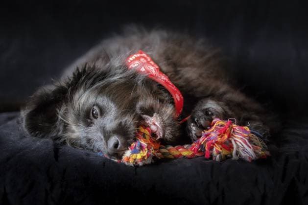 Schwarzer Hundewelpe, liegend und kauend, Knoten, Seil, Knochen, Lieblingsspielzeug, Ohren zur Seite. Spielzeit Konzept. Nahaufnahme, Kopierraum, Hintergrund Black dog puppy lying down and chewing knot rope bone favorite toy, ears to the side. Play time concept. Close up, copy space, background Copyright: imageBROKER NataliyaxNazarova ibxiqx16938912.jpg