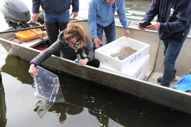 Minister for the Environment Hanka Mittelstädt SPD putting glass eels into the Havel in Potsdam, March 24, 2026 Brandenburg Glass eels for the Havel