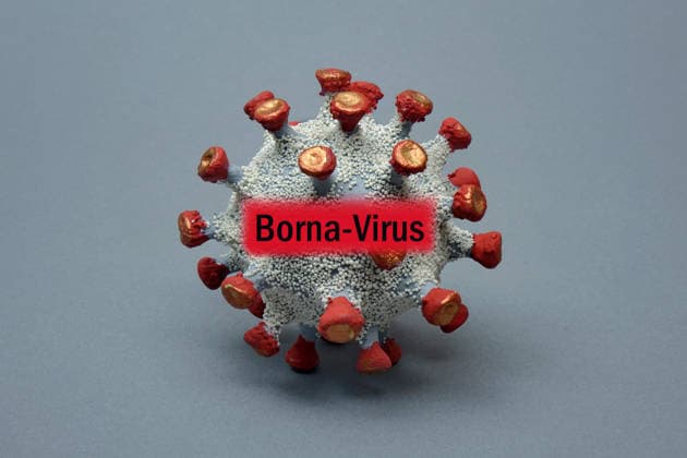 Virus model with Borna Virus lettering Photomontage Virus model with Borna Virus lettering, 25 03 2026, Borkwalde, Brandenburg, The Borna Virus lettering was mounted in a virus model