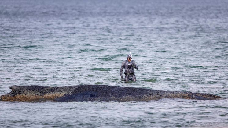 Robert Marc Lehmann during his water walk to the whale Humpback whale stranded off Niendorf harbor entrance Timmendorfer Strand , 26 03 26 Timmendorfer Strand Schleswig Holstein Germany Copyright: xAgentur54GradÂ°x xFelixxKoenigx