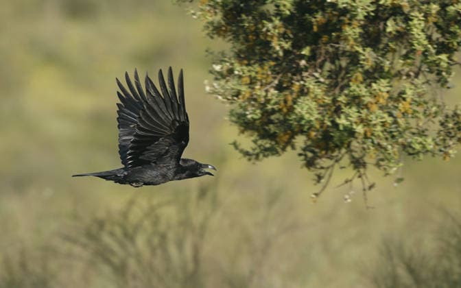 Spanish Raven, Iberian Raven Corvus Corax hispanus, Corvus Hispanus , at Flight, Spain, Extremadura Spanish raven, Iberian Raven Corvus Corax hispanus, Corvus Hispanus , in flight, Spain, Extremadura BLWS744837 Copyright: xblickwinkel AGAMI H.xSoerensenx