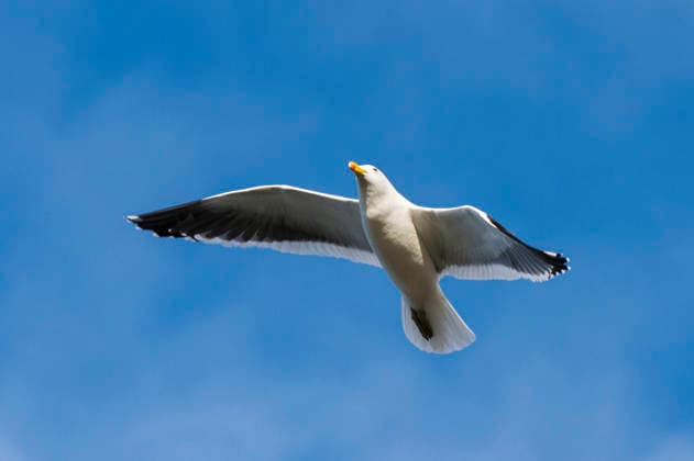 Dominican meow, Dominicans Moewe, antipode Larus dominicanus antipodus, Larus antipode , at Flight, Falkland Islands, Pebble Iceland Kelp gull, Southern Black Backed gull, Dominican GULL Larus dominicanus antipodus, Larus antipode , in flight, Falkland Iceland, Pebble Iceland BLWS745269 Copyright: xblickwinkel AGAMI S.xPitamitzx