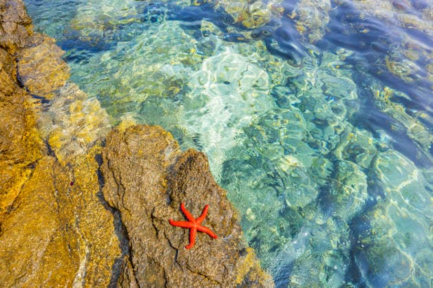 Purple star, Purple starfish, Red Starfish, Bloodstar, Red Mediterranean starfish Echinaster sepositus , Red Starfish is at a Rocks in the Bay from Ustrine, Croatia, Cres, Ustrine Red Mediterranean Sea Star Echinaster sepositus , Lying ON a Rock by The sea, Croatia, Cres, Ustrine BLWS745353 Copyright: xblickwinkel D.xu.xM.xSheldonx