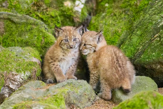 Eurasian Lynx, european Lynx Lynx Lynx , Two Young animals Cuddle at a Rocks at Forest, Germany, Bavaria EURASIAN Lynx Lynx Lynx , Two Cubs ON a rock, Germany, Bavaria BLWS745380 Copyright: xblickwinkel D.xu.xM.xSheldonx