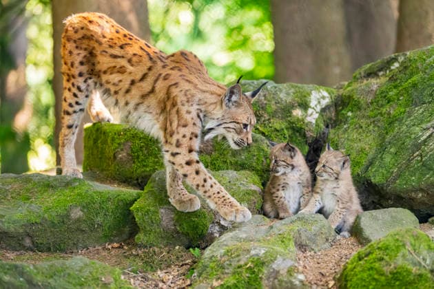 Eurasian Lynx, european Lynx Lynx Lynx , Mother with their both Kittens at a Rocks at Forest, Germany, Bavaria EURASIAN Lynx Lynx Lynx , Mother With her Cubs ON a Rock in a forest, Germany, Bavaria BLWS745382 Copyright: xblickwinkel D.xu.xM.xSheldonx