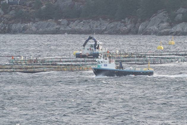 Salmon farming in Bergen Fjord Bergen 02 04 2026 AIDAperla in Bergen, Norway
