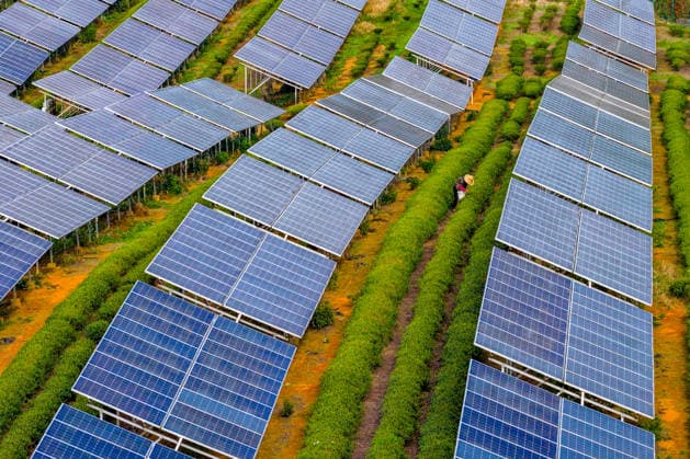 SHAOXING, CHINA - APRIL 02: In an aerial view, farmers harvest tea leaves under solar panels at the integrated solar energy and tea garden project on April 2, 2026 in Shaoxing, Zhejiang Province of China. The photovoltaic panels above the tea plantation allow for simultaneous solar power generation and tea cultivation below. This model maximizes land use efficiency, reduces land costs, and provides an optimal growing environment for tea plants.  Copyright: xVCGx 111632326545