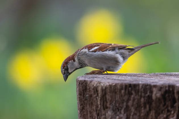 Male house sparrow at the feeding station, garden, Wilnsdorf, Siegerland, North Rhine-Westphalia, Germany, 4 4 2026 Copyright: xDirkxManderbachx