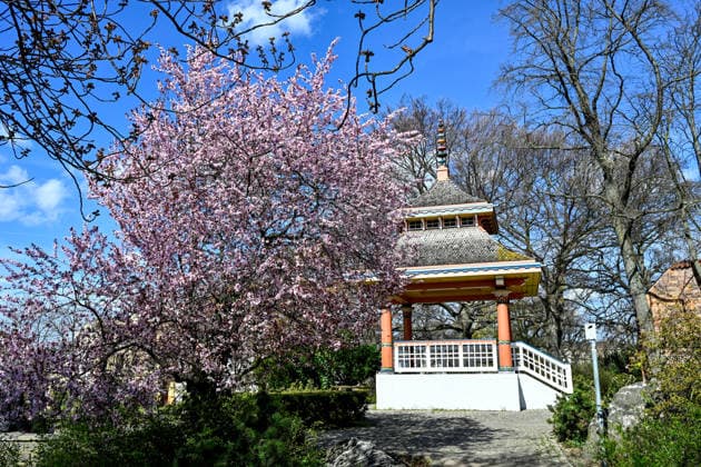 Germany, Brandenburg, Cottbus, 04 04 2026 Cherry blossoms bloom in Cottbus old town in front of the Japanese Pavilion Cherry blossom in Cottbus