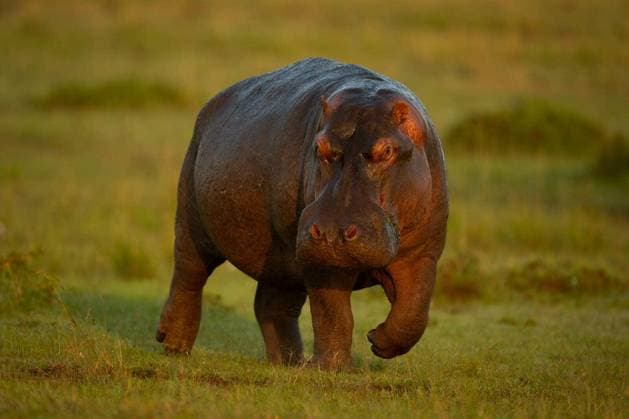 Hippo walks down grassy slope toward camera - Hippo walks down grassy slope toward camera Copyright: xnickdale_1x Panthermedia101240914.jpg