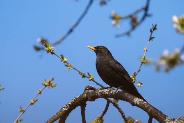 Male blackbird sitting on a branch of a bird cherry, garden, Wilnsdorf, Siegerland, North Rhine-Westphalia, Germany, 9 4 2026 Copyright: xDirkxManderbachx