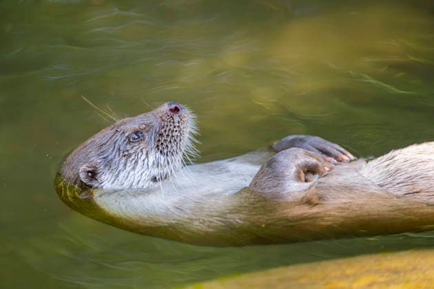european Otter, Eurasian Otter, Otters Lutra Lutra , at the Backs floating, Half portrait, Germany, Bavaria European River otter, European Otter, EURASIAN Otter Lutra Lutra , Swimming ON its back, Half length portrait, Germany, Bavaria BLWS745613 Copyright: xblickwinkel D.xu.xM.xSheldonx