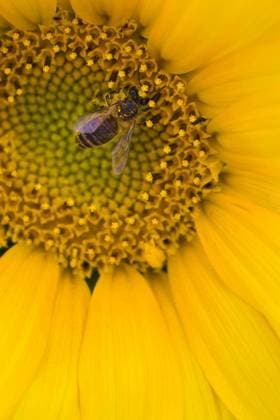 Close-up of bee on sunflower - Close-up of bee on sunflower Copyright: xmoodboardx Panthermedia75379976.jpg