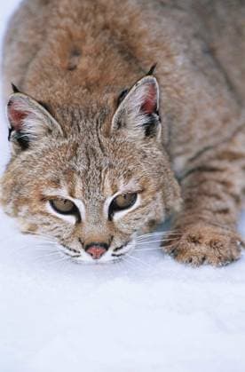Wild cat lying in snow - Wild cat lying in snow Copyright: xmoodboardx Panthermedia75360222.jpg