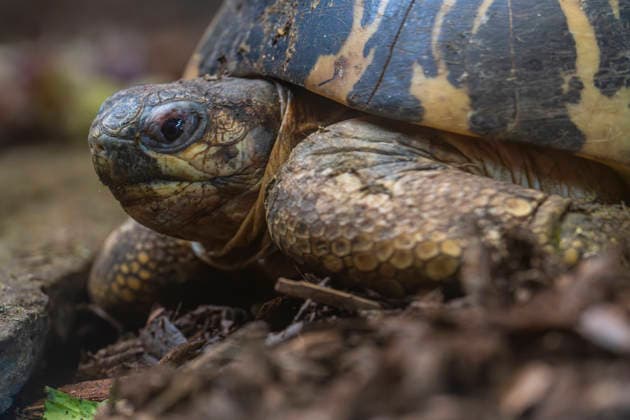 A radiated tortoise Astrochelys radiata at Tierpark Berlin Friedrichsfelde in Berlin Friedrichsfelde