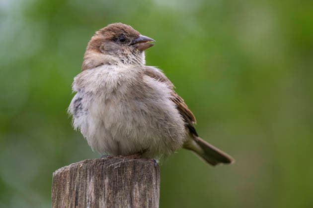 A house sparrow Passer domesicos in Berlin Friedrichsfelde